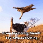 Funny-cats-Crazy-friends.jpg
