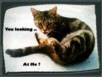 funny-cats-photos-with-captions-grey-cat-1.jpg