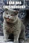 funny-cats-with-captions-5827-1249674333-12.jpg