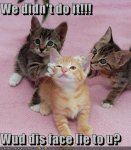 funny-cute-kittens-Collection-of-top-30-funny-cat-pictures-2.jpg