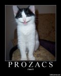 funny-demotivational-posters-lolcaption-prozacs-i-has-it-funny-pictures-of-cats.jpg