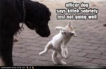 Funny-Dog-Photos-with-Captions-Kitty-not-doing-sobriety-test-well.jpg