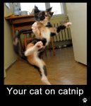 Funny-Dog-Photos-with-Captions-Your-cat-on-catnip.jpg