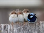 cute birds.jpg