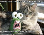 funny-pictures-calm-cat-crazy-toy.jpg