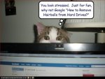 funny-pictures-cat-gives-google-advice1.JPG