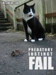 funny-pictures-cat-mouse-fail.jpg