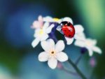 ladybug-1.jpg