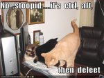 funny-pictures-cats-try-to-restart-computer.jpg