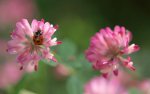 ladybug-on-a-clover-flower-6625.jpg