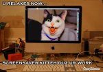 funny-pictures-computer-cat.jpg