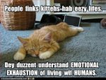 funny-pictures-people-finks-kittehs-hab-eezy-lifes.jpg