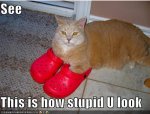 Stupid Fashion Cat.jpg