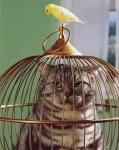 Birdcage Cat.jpg
