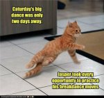 Breakdancing Cat.jpg