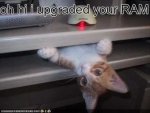 Computer RAM Cat.jpg