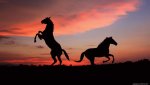 sunset-clouds-nature-animals-horses-skyscapes-shades-fresh-new-hd-wallpaper.jpg