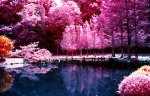 cherry blossom trees (2).jpg