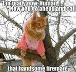 Fireman Cat.jpg