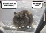 Frozen Cat.jpg