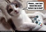 Gamer-Cat.jpg