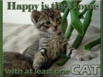 Happy Cat Home.jpg