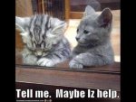 Helper Cat.jpg