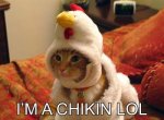 I'm A Chicken.jpeg
