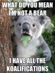 koala-funny-bear.jpg