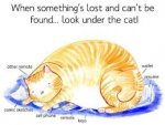 Look Under The Cat.jpg