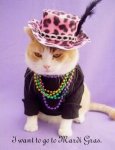 Mardi Gras Cat.jpg