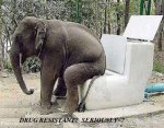 Elephant+sitting+on+toilet.jpg