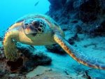 a sea turtle.jpg
