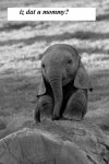elephant03.jpg
