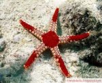a sea star.jpg