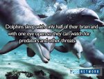 Dolphin Fact.jpg