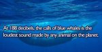 Blue Whales Fact.jpg