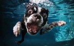 underwater-dogs.jpg