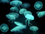 glowing jellyfish.jpg