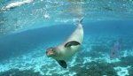 Hawaiian Monk Seal.jpg