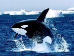 killer whale.jpg