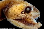 Longfin Dragonfish.jpg