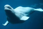 beluga-whale-facts.jpg