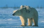 Polar Bear With Cub.jpg