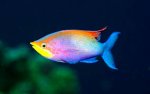 rainbow fish.jpg