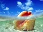 sea shell.jpg