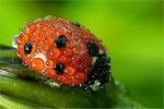 dewy ladybug.jpg