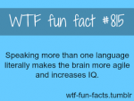 language IQ.png
