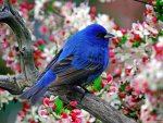 cute blue bird.jpg