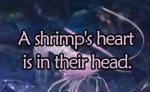 Shrimp Fact.jpg